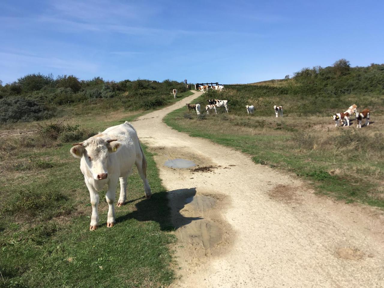 Gastenverblijf Oostdijk Goedereede Exterior foto